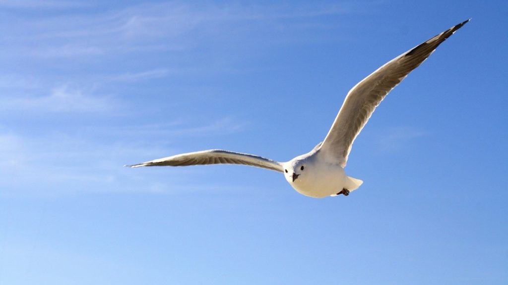 gull-456727_1920-1024x576