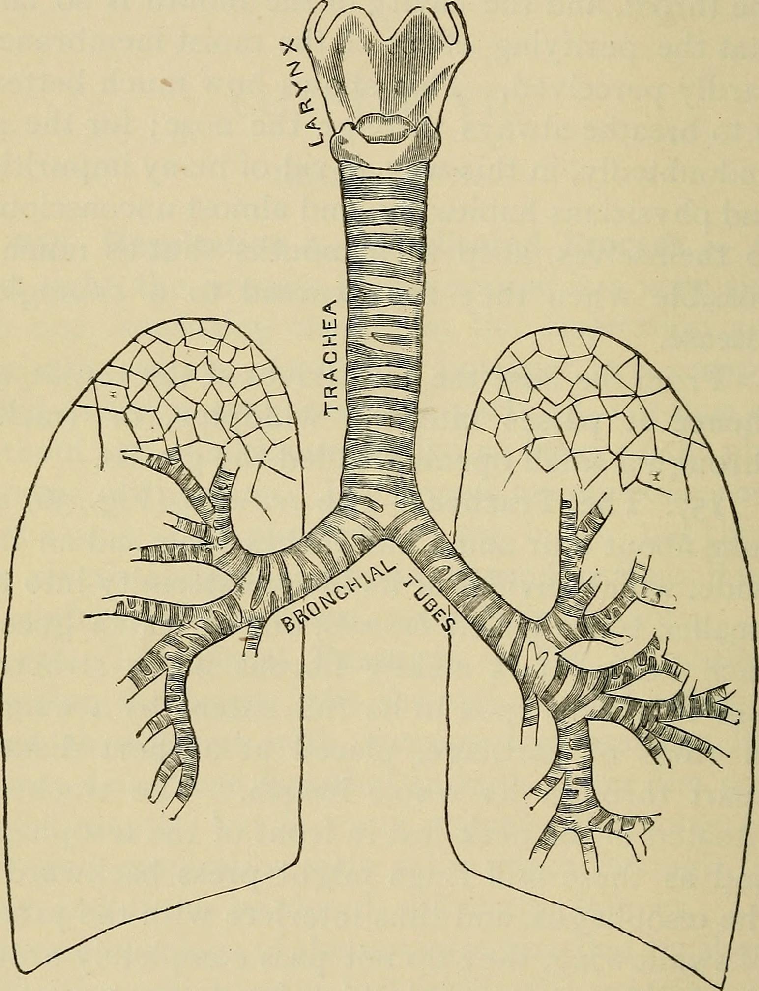 Image from page 139 of "The outlines of anatomy, physiology, and hygiene. Being an edition of The essentials of anatomy, physiology, and hygiene, rev. to conform to the legislation making the effects of alcohol and other narcotics upon the human system a