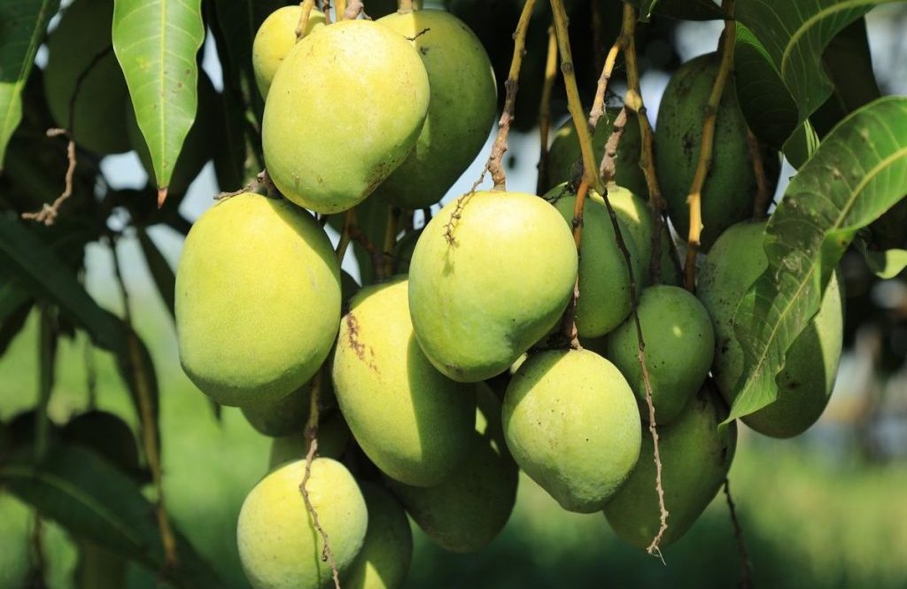 mangga