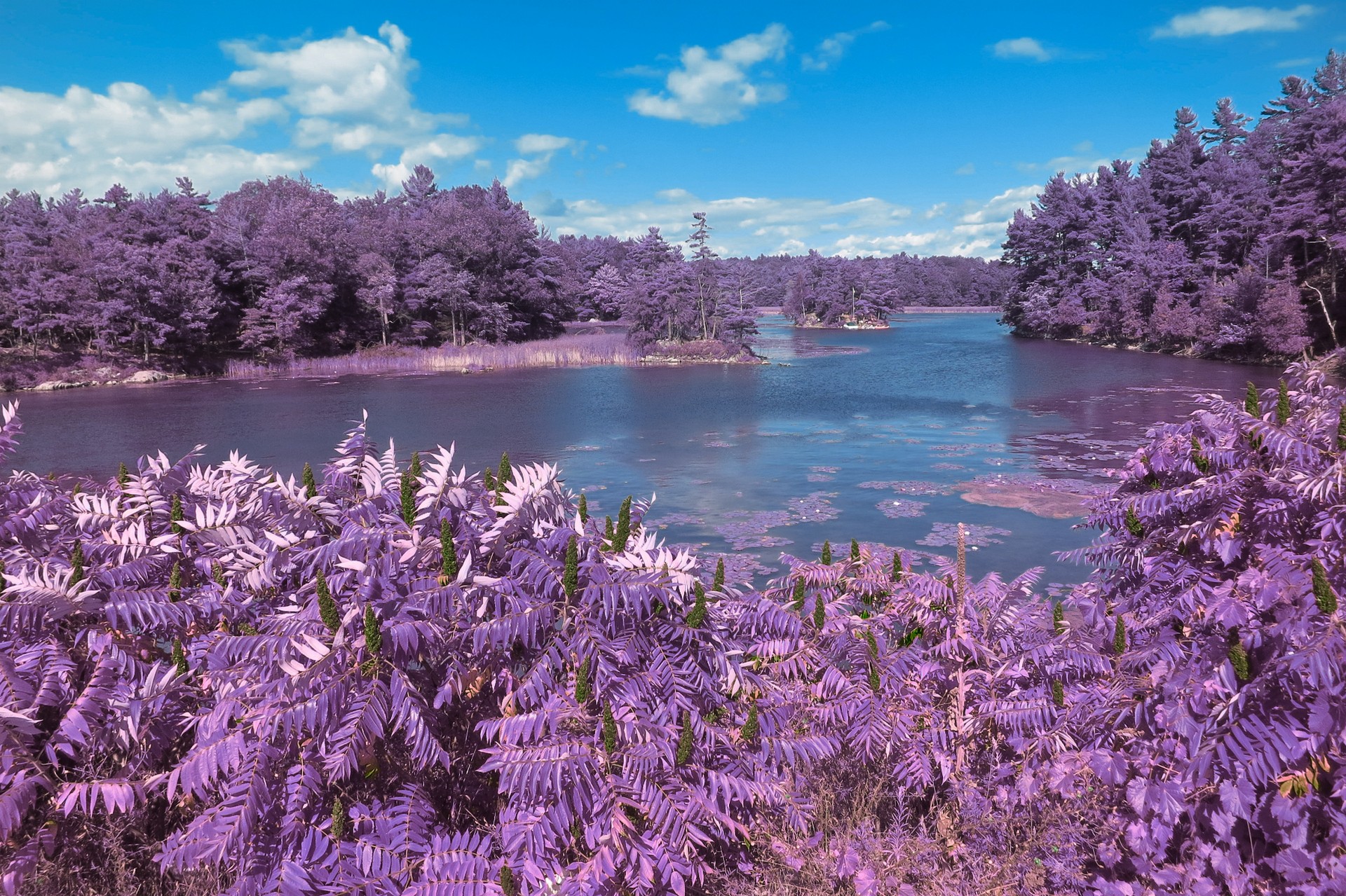 Thousand islands scenery – lavender