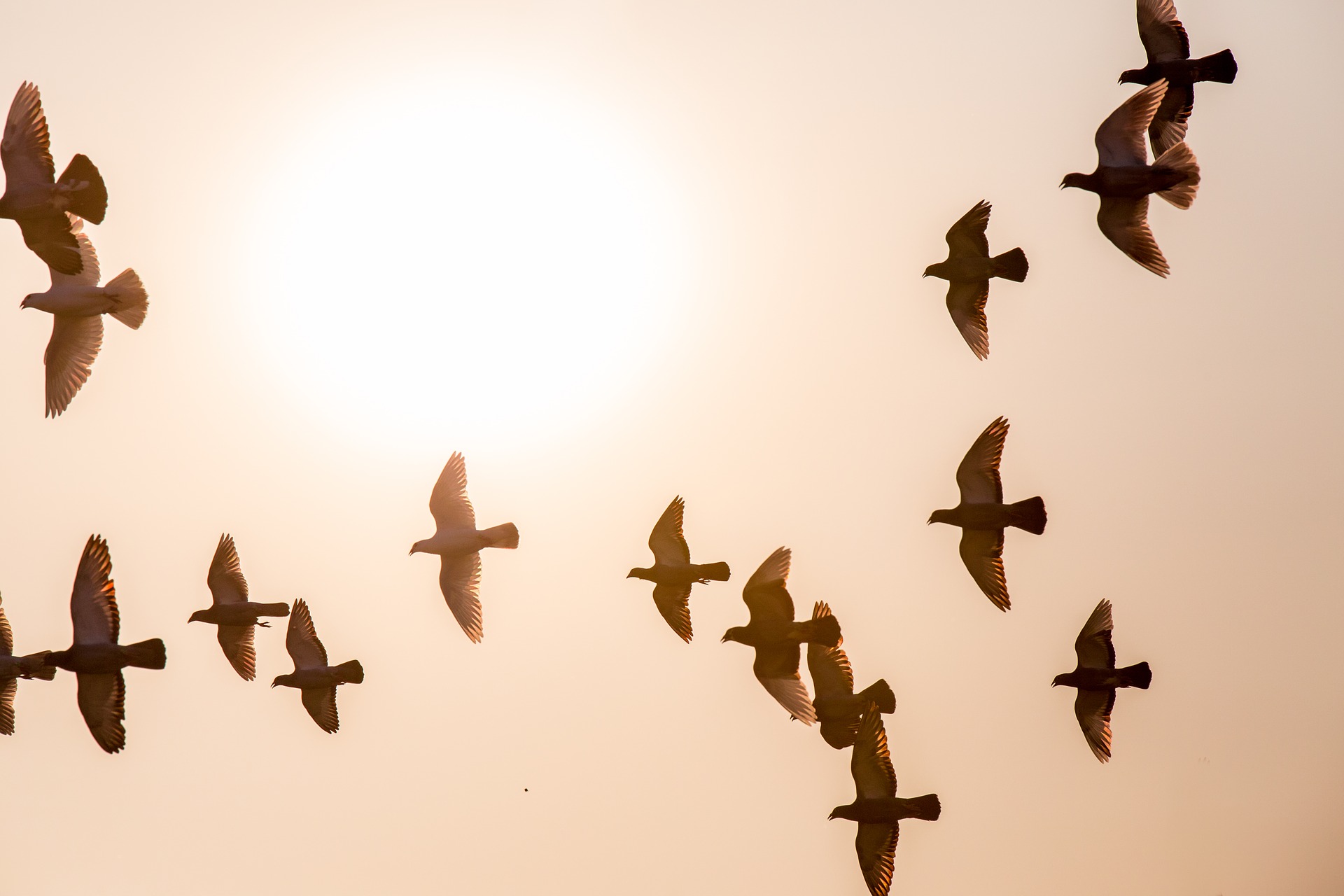 doves-1770573_1920