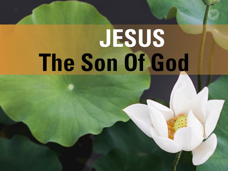 Jesus, born through Mary 2,000 years ago, is called the Son of God. However, the Bible also reveals that Jesus was God manifested in the flesh. What exactly did Jesus say about Himself and how did He prove that He was God?